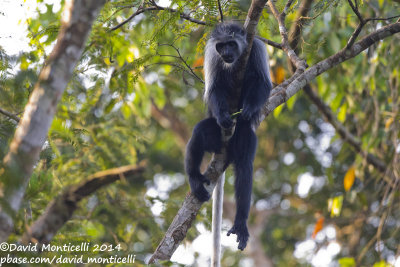 Western Pied Colobus (Colobus polykomos)