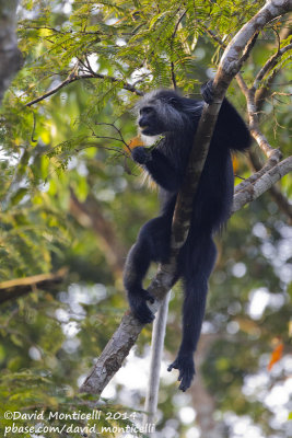 Western Pied Colobus (Colobus polykomos)