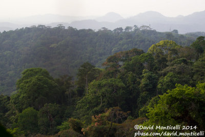 Belebu, Gola Rainforest National Park (Sierra Leone)