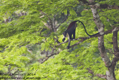 Diana Monkey (Cercopithecus diana)