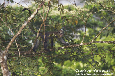 Campbell's Monkey (Cercopithecus campbelli)