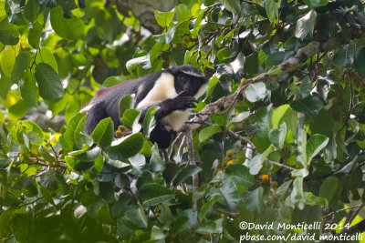 Diana Monkey (Cercopithecus diana)