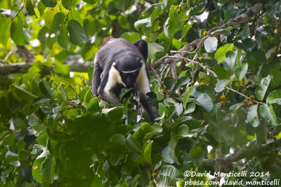 Diana Monkey (Cercopithecus diana)