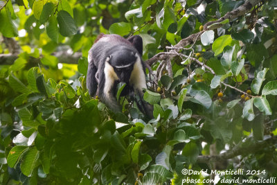 Diana Monkey (Cercopithecus diana)