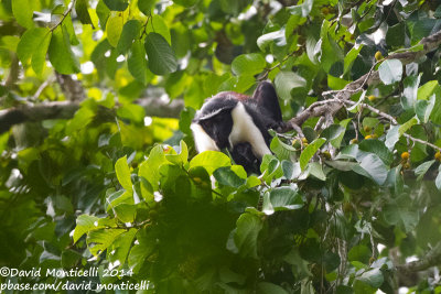 Diana Monkey (Cercopithecus diana)