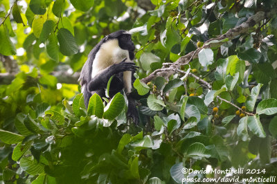 Diana Monkey (Cercopithecus diana)