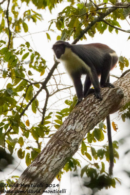Diana Monkey (Cercopithecus diana)