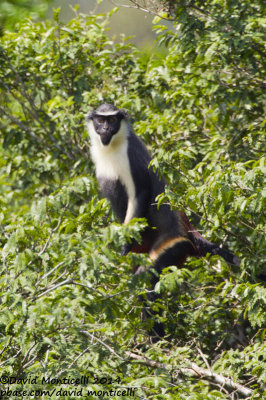 Diana Monkey (Cercopithecus diana)