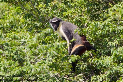 Diana Monkey (Cercopithecus diana)