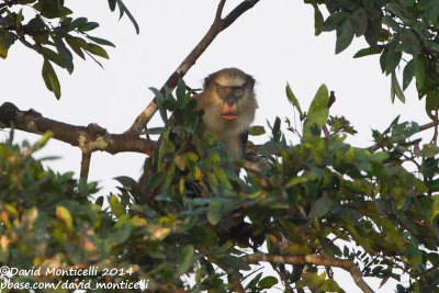 Campbell's Monkey (Cercopithecus campbelli)