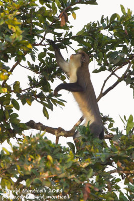 Campbell's Monkey (Cercopithecus campbelli)