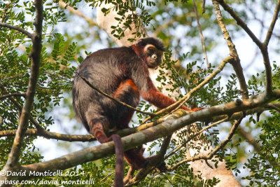 Western Red Colobus (Piliocolobus badius)