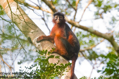 Western Red Colobus (Piliocolobus badius)