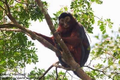 Western Red Colobus (Piliocolobus badius)