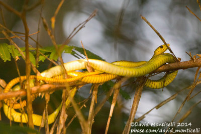 Western Green Mamba (Dendroaspis viridis)