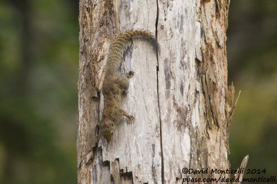 Slender-tailed Squirrel (Protoxerus aubinnii)