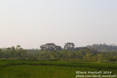 Farmbush and rice fields around Kenema