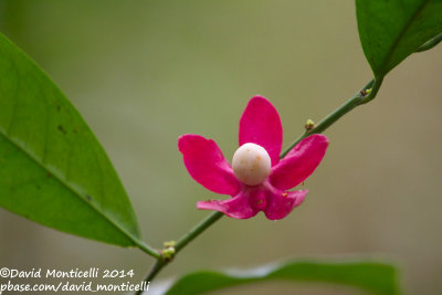Heisteria parvifolia