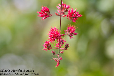 Unidentified sp.
