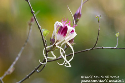 Unidentified sp.