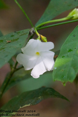 Unidentified sp.