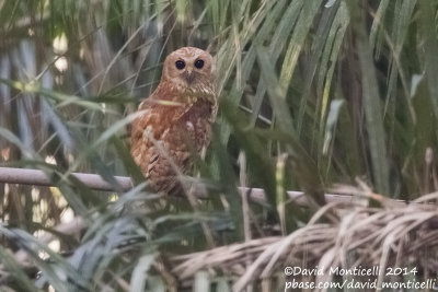 Rufous Fishing Owl (Scotopelia ussheri)_V1F8389.jpg