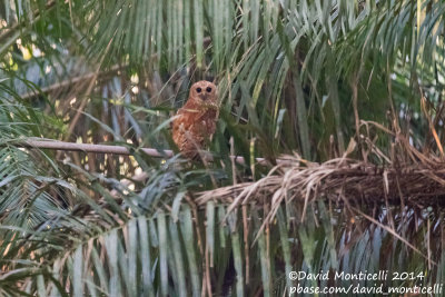 Rufous Fishing Owl (Scotopelia ussheri)_V1F8390.jpg