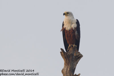 African Fish Eagle (Haliaetus vocifer)_V1F8582.jpg