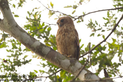 Rufous Fishing Owl (Scotopelia ussheri)_V1F9496.jpg