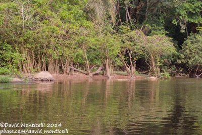 Mahoi River, Gola Rainforest National Park (Sierra Leone)