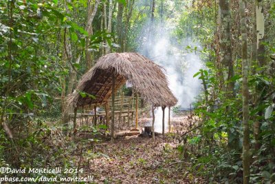 Basecamp at Mahoi Bridge, Gola Rainforest National Park (Sierra Leone)