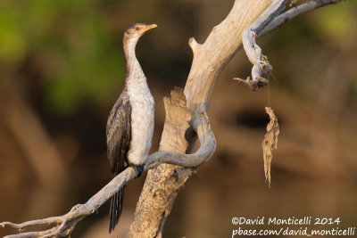 Long-tailed Cormorant (Phalacrocorax africanus)_Tiwai Island (Sierra Leone)