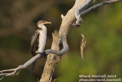 Long-tailed Cormorant (Phalacrocorax africanus)_Tiwai Island (Sierra Leone)