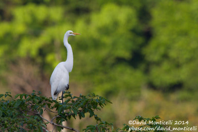 Intermediate Egret (Egretta intermedia)_Rice fields near Kenema (Sierra Leone)