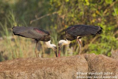 Woolly-necked Storks (Ciconia episcopes)_Tiwai Island (Sierra Leone)