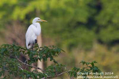 Intermediate Egret (Egretta intermedia)_Rice fields near Kenema (Sierra Leone)