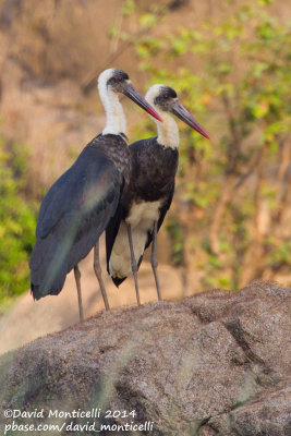 Woolly-necked Storks (Ciconia episcopes)_Tiwai Island (Sierra Leone)