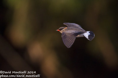 Rock Pratincole (Glareola nuchalis)_Tiwai Island (Sierra Leone)