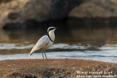 Egyptian Plover (Pluvianus aegyptius)_Moa River, Kenema (Sierra Leone)