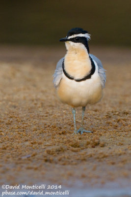 Egyptian Plover (Pluvianus aegyptius)_Moa River, Kenema (Sierra Leone)