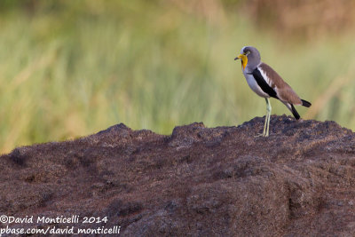 White-headed Lapwing (Vanellus albiceps)_Tiwai Island (Sierra Leone)