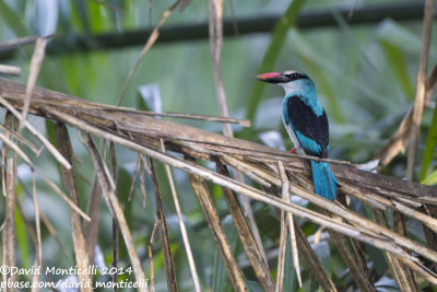 Blue-breasted Kingfisher (Halcyon malimbica)_V1F9255.jpg