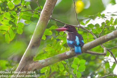 Chocolate-backed Kingfisher (Halcyon badia)_V1F4726.jpg