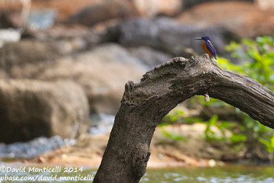 Shinning-blue Kingfisher (Alcedo quadribrachys)_V1F5185.jpg