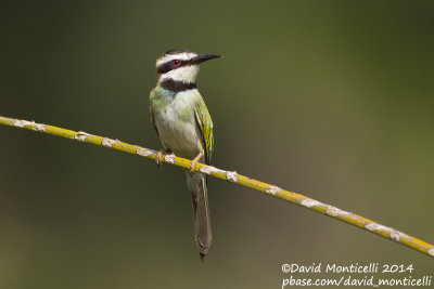 White-throated Bee-eater (Merops albicollis)_V1F8870.jpg