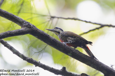 Fire-bellied Woodpecker (Dendropicos pyrrhogaster)_V1F7328.jpg