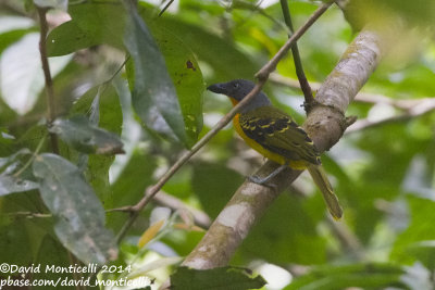 Lagden's Bush-shrike (Malaconotus lagdeni)_V1F5065.jpg