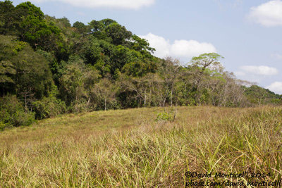 Inselberg near Lalehun, Gola Rainforest National Park (Sierra Leone)