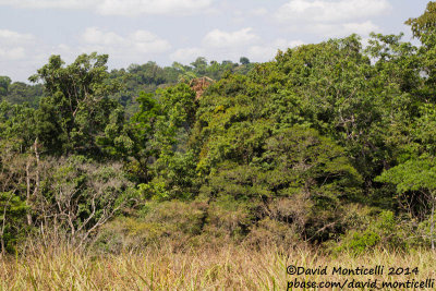 Inselberg near Lalehun, Gola Rainforest National Park (Sierra Leone)