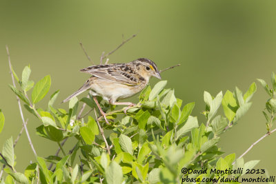 Grasshopper Sparrow (Ammodramus savannarum)_Allegany co. (MD)